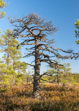 Doğadaki sonbahar karakteristik renkleri, bataklık bitkileri kahverengi tonlarda boyanmış nadir bataklık çamları, bataklıkta sonbahar.
