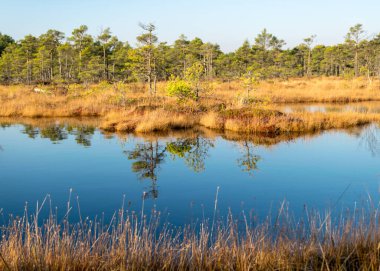 Mavi gökyüzü sakin bir bataklık gölüne, bataklık çamları göl kıyısının çevresine, bataklığa özgü bitkilere, çimenlere, yosunlara, bataklıktaki sonbahar renklerine yansıyor.