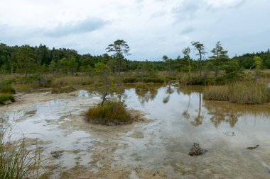 Bir yosun bataklığının kenarında oluşan sülfür göletli arazi, hidrojen sülfür kaynakları Raganu bataklığı, Letonya 'dan gelen su akışıyla desteklenir ve korunur.