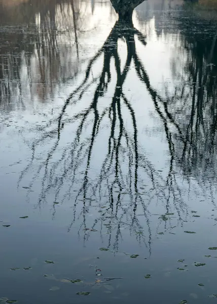 Отражение Сухой Сухой Древесины Поверхности Спокойной Воды Осень — стоковое фото