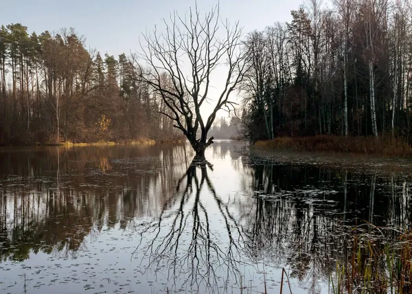 Landscape Dry Withered Tree Middle Lake Sun Rays Shine Foliage — Stock Photo, Image