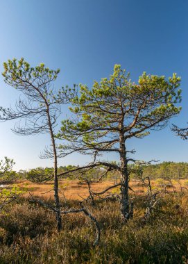 Doğadaki sonbahar karakteristik renkleri, bataklık bitkileri kahverengi tonlarda boyanmış nadir bataklık çamları, bataklıkta sonbahar.