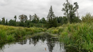 Sakin gölü olan monoton bir manzara, bulutlu ve bulutlu bir gün, sudaki ağaçların ve çalıların yeşil yansımaları, yazları küçük bir gölet
