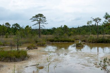 Bir yosun bataklığının kenarında oluşan sülfür göletli arazi, hidrojen sülfür kaynakları Raganu bataklığı, Letonya 'dan gelen su akışıyla desteklenir ve korunur.