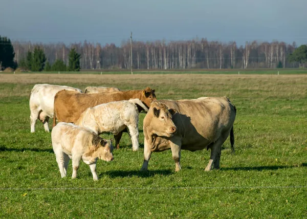 Variegated Herd Cows Eats Grass Green Meadow Concept Animal Husbandry — Stock Photo, Image