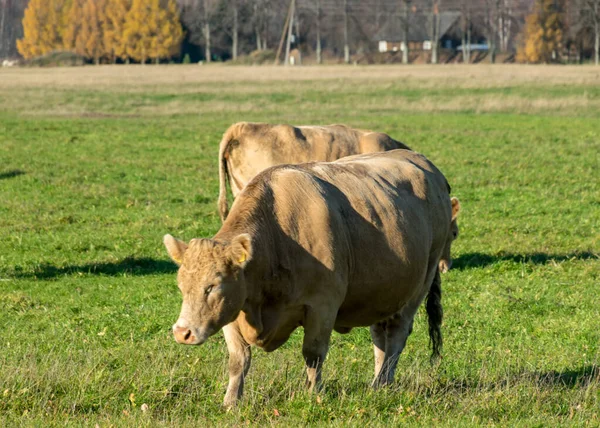 Variegated Herd Cows Eats Grass Green Meadow Concept Animal Husbandry — Stock Photo, Image