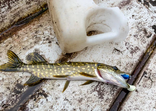 Imagem Com Pequeno Lúcio Chão Barco Conceito Pesca — Fotografia de Stock