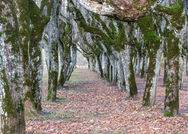Schöne Lindenallee Schlosspark Bäume Herbst Ohne Blätter Boden Alte Baumstämme — Stockfoto