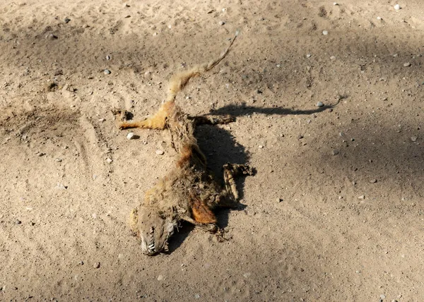 Fotografia Uma Corrida Raposa Morta Uma Estrada Rural Restos Animal — Fotografia de Stock