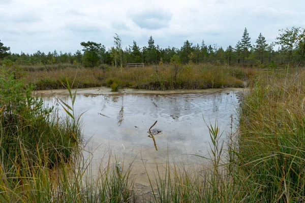 在拉脱维亚拉格努沼泽地 由硫化氢源流入的水补充和维持的带硫化氢池的景观 即苔藓沼泽外围形成的水驼 — 图库照片