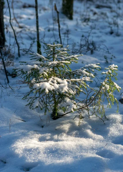 Neve Cobrir Chão Textura Neve Sombras Neve Árvore Natal Floresta — Fotografia de Stock