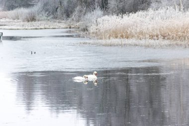 Güzel, huzurlu, sisli, çimenli ve ön planda ağaç dalları olan bir göl manzarası.