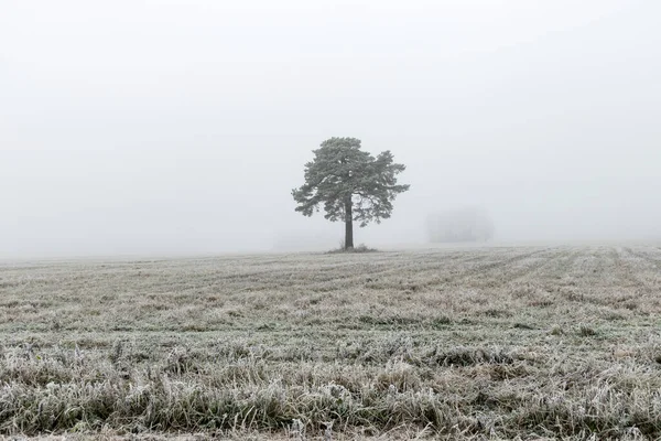 Foggy Misty Landscape Field Morning Mist Autumn Landscape Style Minimalism — Stock Photo, Image