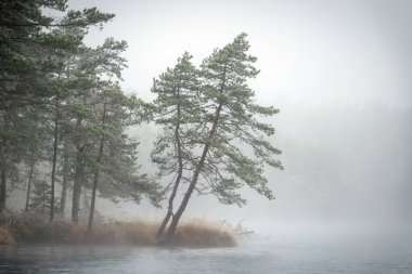 Sis manzarası, bataklık gölünün yanındaki ilk don, sislerin arkasındaki ağaç siluetleri, su yüzeyindeki suyun sakin yansıması, sisli ufuklar, kış