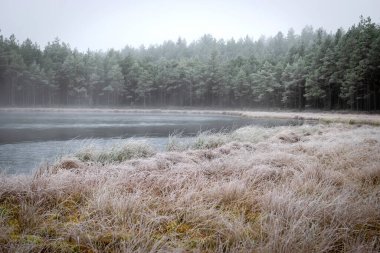 Bataklık gölünün yanındaki ilk buzla kaplı sis manzarası, öndeki salonda dondurulmuş, ufuk sisle bulanıklaştı, kış