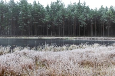 Bataklık gölünün yakınındaki ilk buzla kaplı sis manzarası, su yüzeyindeki suyun sakin yansıması, sisli ufuklar, kış