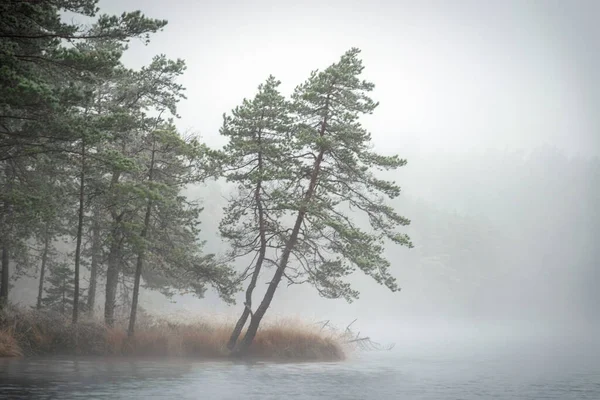 Sis manzarası, bataklık gölünün yanındaki ilk don, sislerin arkasındaki ağaç siluetleri, su yüzeyindeki suyun sakin yansıması, sisli ufuklar, kış