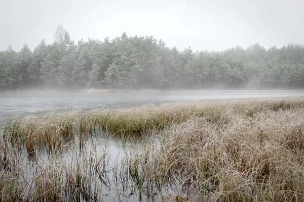 Paysage Brouillard Avec Premier Gel Près Lac Tourbière Givré Dans — Photo