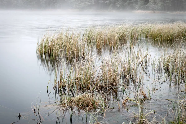 Bataklık gölünün yanındaki ilk buzla kaplı sis manzarası, öndeki salonda dondurulmuş, ufuk sisle bulanıklaştı, kış