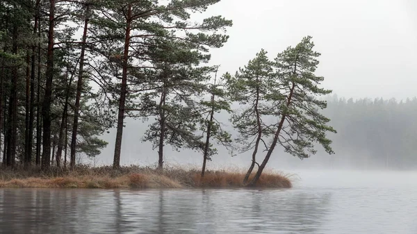 Туманний Пейзаж Першими Морозами Біля Болотного Озера Силуети Дерев Тлі — стокове фото