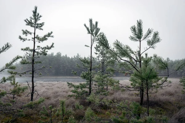 Sis manzarası, bataklık gölünün yanındaki ilk don, sislerin arkasındaki ağaç siluetleri, su yüzeyindeki suyun sakin yansıması, sisli ufuklar, kış