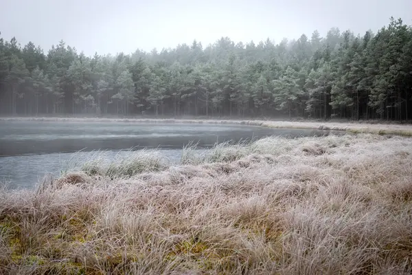 Bataklık gölünün yanındaki ilk buzla kaplı sis manzarası, öndeki salonda dondurulmuş, ufuk sisle bulanıklaştı, kış