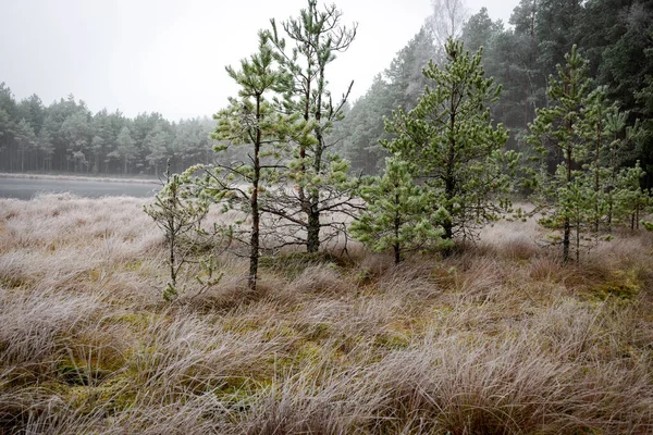 Sis manzarası, bataklık gölünün yanındaki ilk don, sislerin arkasındaki ağaç siluetleri, su yüzeyindeki suyun sakin yansıması, sisli ufuklar, kış