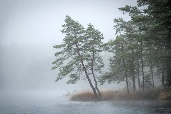 Paysage Brouillard Avec Premier Gel Près Lac Tourbière Silhouettes Arbres — Photo