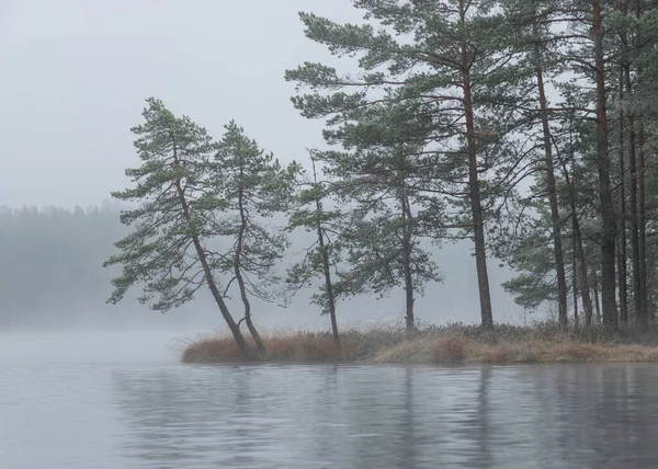 Dimma Landskap Med Den Första Frosten Nära Mossen Sjön Träd — Stockfoto