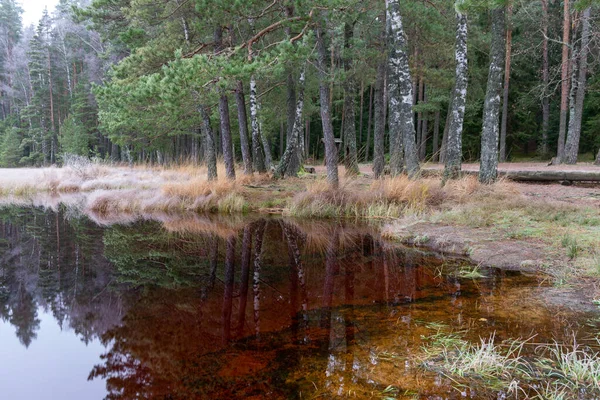 Туманный Пейзаж Первыми Морозами Болотного Озера Отражения Деревьев Воде Красного — стоковое фото