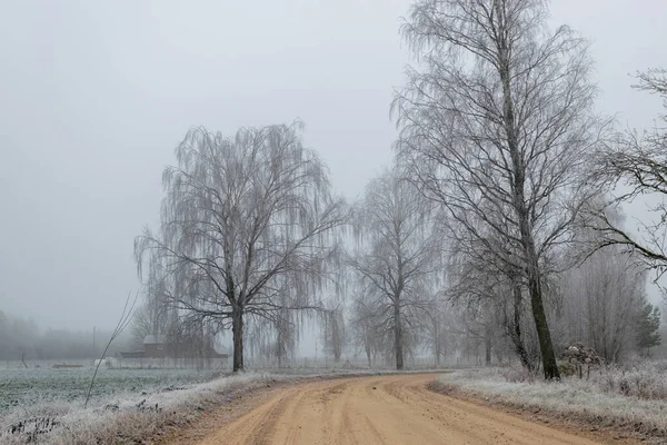 Fog Landscape First Frost Beautiful White Frosted Tree Silhouettes Side — Stock Photo, Image