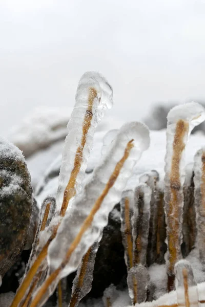 Photography Frozen Pieces Ice Ice Covered Grass Stalks Wind Cold — 图库照片
