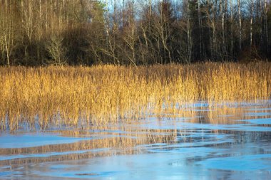 Gölden güzel bir kış manzarası, güneşli soğuk bir gün.