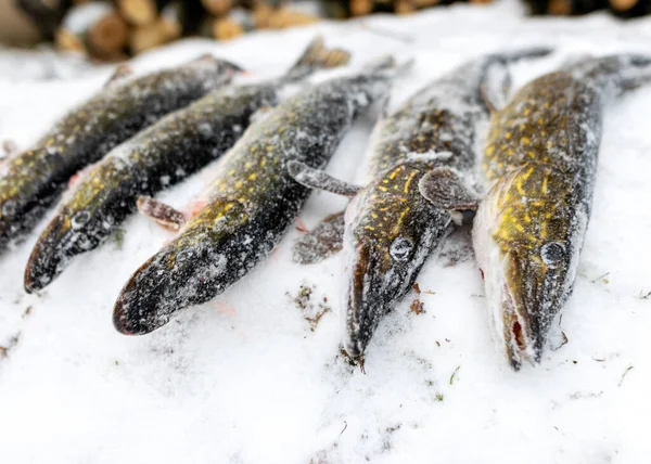 Gädda Fångad Isfiskare Gädda Frostad Från Kylan — Stockfoto