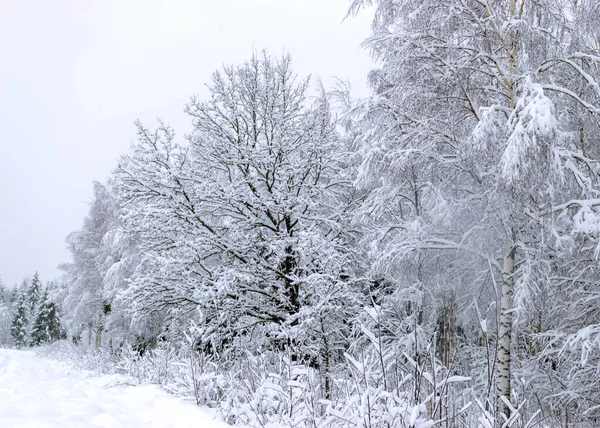 Naturskön Bild Träd Rostfri Dag Lugn Vinterscen Fantastisk Utsikt Över — Stockfoto