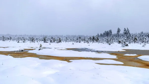 Болото Зимой Белый Зимний Пейзаж Снежными Деревьями Густой Снежный Покров — стоковое фото
