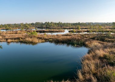 Mavi gökyüzü sakin bir bataklık gölüne yansıyor, göl kıyısında küçük bataklık çamları büyüyor, bataklık karakteristik bitkileri, çimenler, yosun zambakları, bataklıktaki sonbahar renkleri