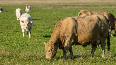 Değişik bir inek sürüsü yeşil bir çayırda ot yer. Hayvancılık kavramı.