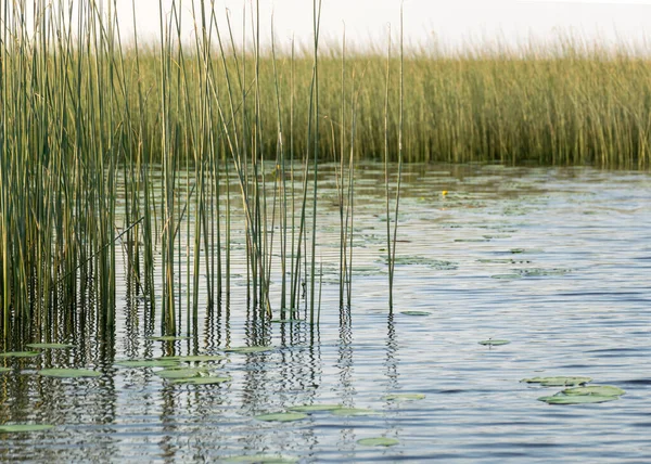 Sommerlandschaft Mit Ruhiger Wasseroberfläche Seerosen Grünen Blättern Und Schilf Spiegelungen — Stockfoto