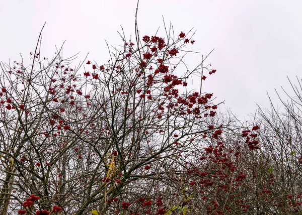 Červené Podzimní Bobule Akcenty Břehu Řeky Tradiční Říční Břeh Vegetace — Stock fotografie