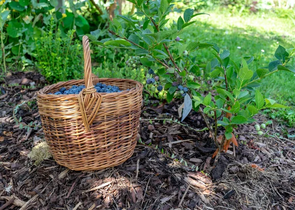 Hasır sepet ve böğürtlenli fotoğraf, hasat zamanı, büyük yaban mersini toplama zamanı.