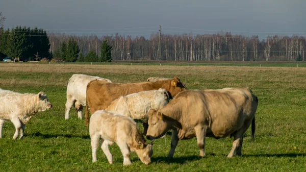 Variegated Herd Cows Eats Grass Green Meadow Concept Animal Husbandry — Stock Photo, Image