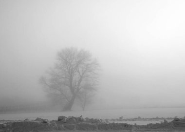 Yalnız bir ağacın olduğu sis manzarası, soğuk bir kış sabahı zemini kaplayan beyaz sis, bulanık ağaç silueti, sisli arka plan