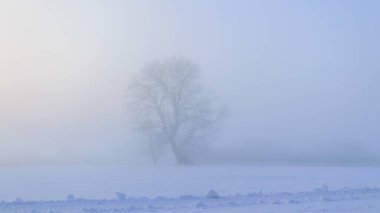 Yalnız bir ağacın olduğu sis manzarası, soğuk bir kış sabahı zemini kaplayan beyaz sis, bulanık ağaç silueti, sisli arka plan