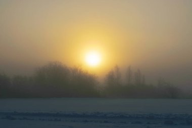 Güzel bir sis sabahı, sisli güneş, ağaçların ve dalların siluetleri, kış manzarası, bulanık sisli arka plan