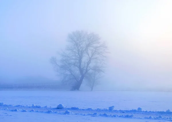 Nebellandschaft Mit Einsamem Baum Weißer Nebel Bedeckt Den Boden Einem — Stockfoto