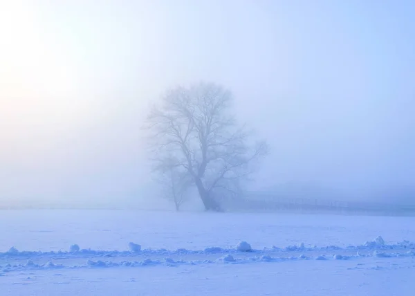 Nebellandschaft Mit Einsamem Baum Weißer Nebel Bedeckt Den Boden Einem — Stockfoto