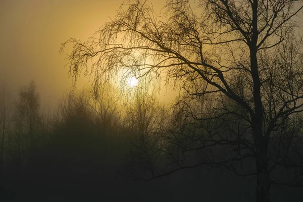 美しい霧の朝 霧の中の太陽 木々や枝のシルエット 冬の風景 煙霧の背景 — ストック写真
