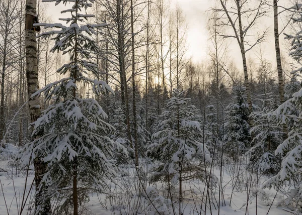 Традиционный Зимний Пейзаж Снежными Деревьями Зимняя Магия — стоковое фото