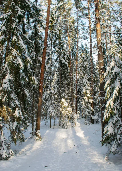 Традиционный Зимний Пейзаж Заснеженными Деревьями Белая Заснеженная Дорога Магия Белой — стоковое фото
